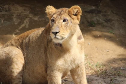 Amreli Lion Attack