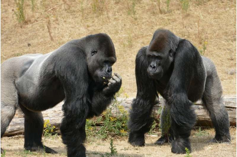 Great Apes Study