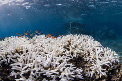 Coral Bleaching