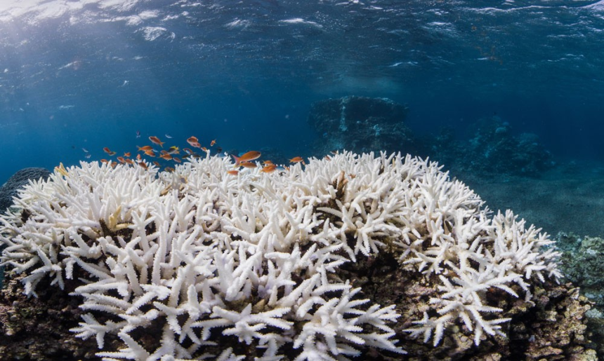 Coral Bleaching: શું છે દરિયાઈ કબ્રસ્તાન, આ ભારતમાં જ કેમ બની રહ્યા છે... શું આ એક ચેતવણી છે? 1 Coral Bleaching