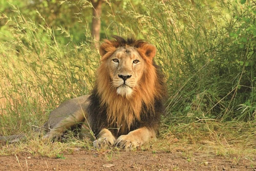 Amreli lion attack: ગીરના સિંહો કેમ બની રહ્યા છે માનવભક્ષી? કુદરતી આવાસ છીનવાતા વનરાજો બેકાબૂ, બાબરકોટ જમીન વિવાદ આવ્યો સામે 1 Amreli lion attack