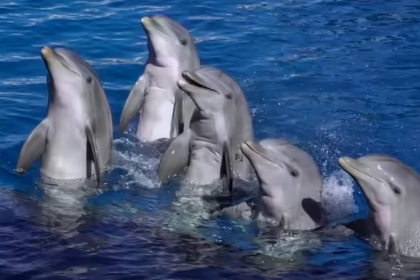 Gujarat Dolphin Census