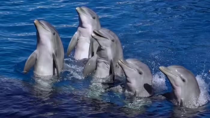 Gujarat Dolphin Census: ગુજરાત બન્યું ડોલ્ફિનનું મનપસંદ સરનામું, સંખ્યા 680ને પાર, ઓખાથી નવલખી સુધી જોવા મળ્યો ડોલ્ફિનનો અદ્ભુત જમાવડો 1 Gujarat Dolphin Census