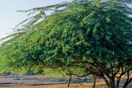 Prosopis Juliflora