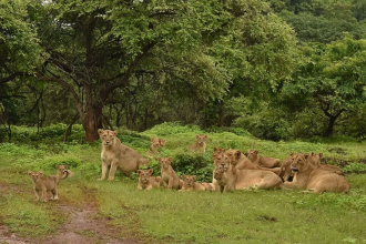 Gir Lion Habitat Protection