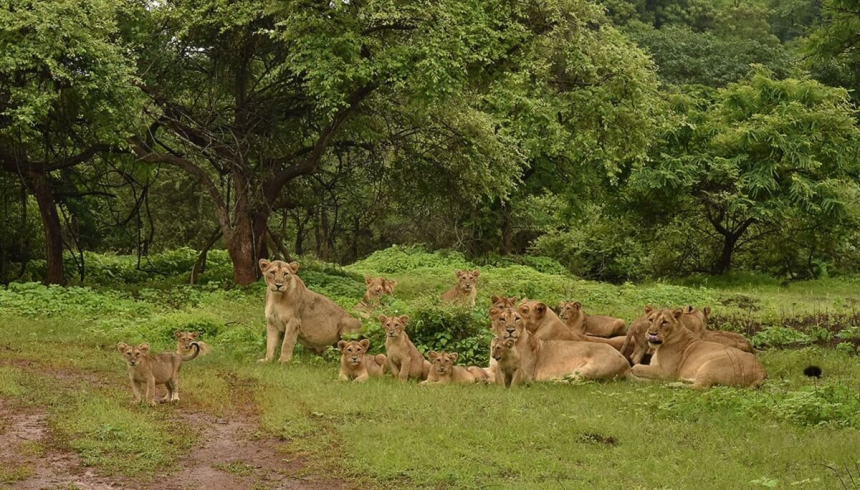 Gir Lion Habitat Protection: "તમારા વેકેશન માટે સિંહનું ઘર તોડ્યું, હવે સિંહના હુમલા પછી તમારા રિસોર્ટ તૂટશે" પછી બેઘર થવાની વેદના સમજાશે 1 Gir Lion Habitat Protection
