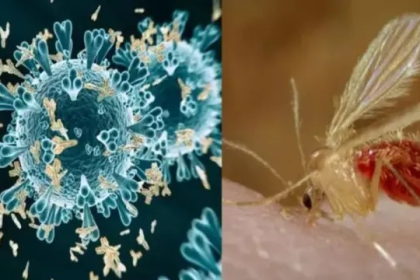 Chandipura Virus Outbreak Gujarat