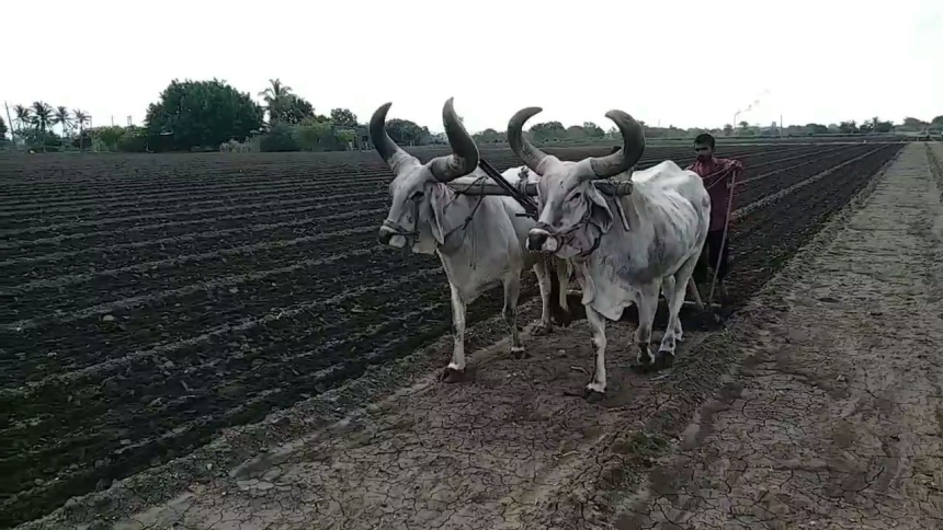 Soil Organic Carbon Research: જુનાગઢ એગ્રીકલ્ચર યુનિવર્સિટીનો ચોંકાવનારો રિપોર્ટ, સૌરાષ્ટ્રની જમીનમાં કાર્બનનું સ્તર ઘટતા ચિંતા 1 Soil Organic Carbon Research