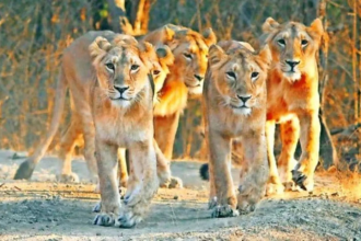 Gir Lion Human Conflict Gujarat