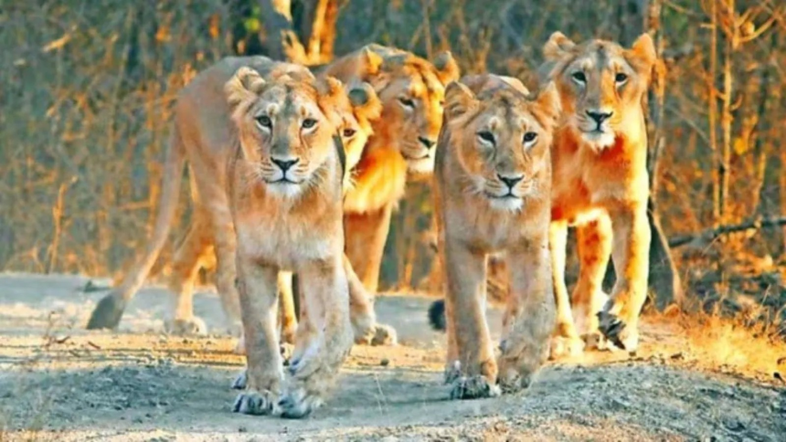 Gir Lion Human Conflict Gujarat