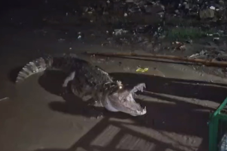 Vadodara Crocodile Alert