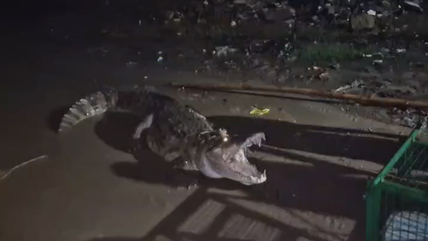 Vadodara Crocodile Alert: વડોદરામાં મગરનો આતંક, રહેણાંક વિસ્તારો અને નદીમાં મગરોનું આક્રમણ, સ્થાનિકોમાં ફેલાયો ફફડાટ 1 Vadodara Crocodile Alert