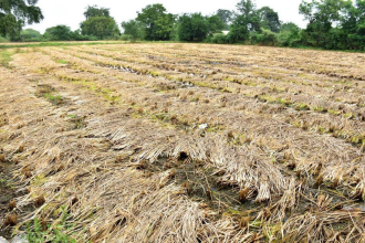 Crop Insurance Scheme Gujarat