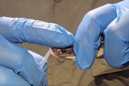 Gujarat Anti-Snake Venom