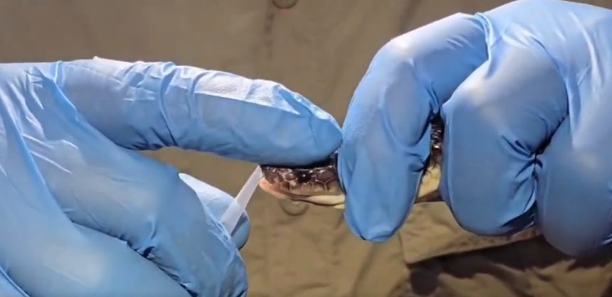 Gujarat Anti-Snake Venom: ગુજરાતને મળશે પોતાનું ખાસ એન્ટી-સ્નેક વેનમ, સાપના કરડવાથી થતા મૃત્યુ અટકાવવા માટે સરકારની મોટી પહેલ 1 Gujarat Anti-Snake Venom