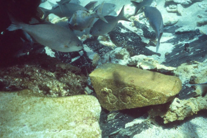 Batavia Shipwreck