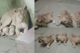 Rajkot Zoo Lion Cubs