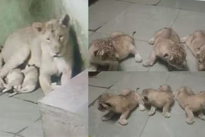 Rajkot Zoo Lion Cubs