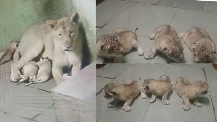 Rajkot Zoo Lion Cubs