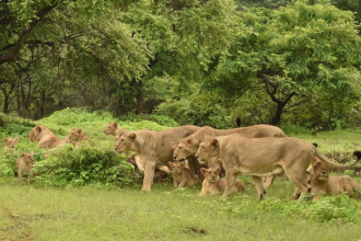 Gir ESZ Action