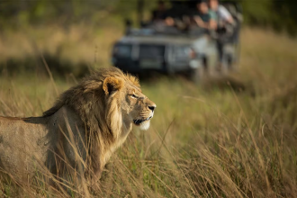 Human-Lion Conflict Gir