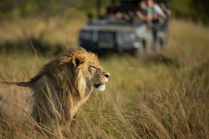 Human-Lion Conflict Gir