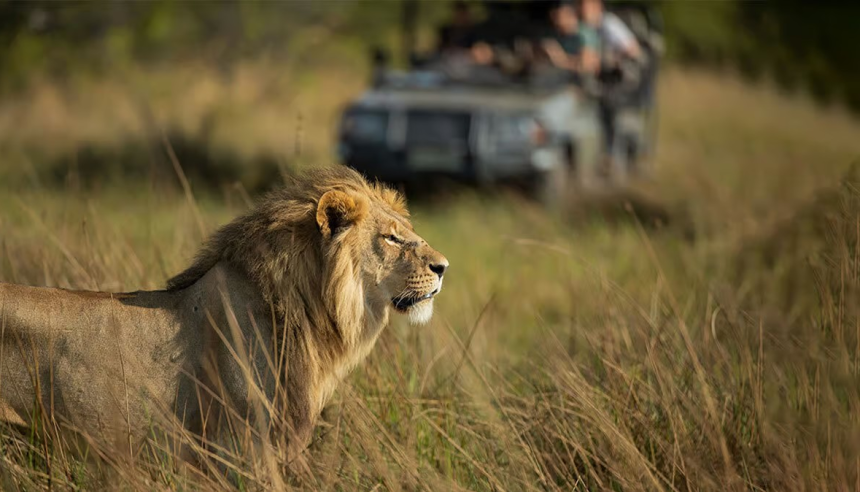 Human-Lion Conflict Gir