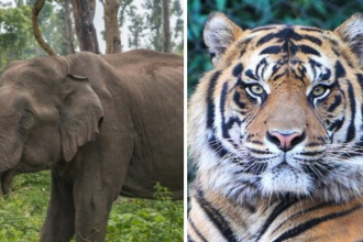 Elephant Tiger Deaths