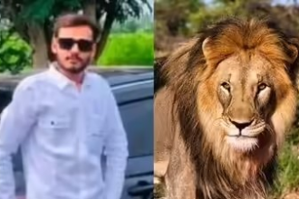 Amreli Lion Attack News