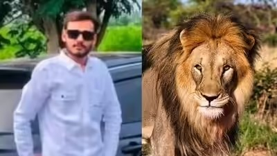 Amreli Lion Attack News