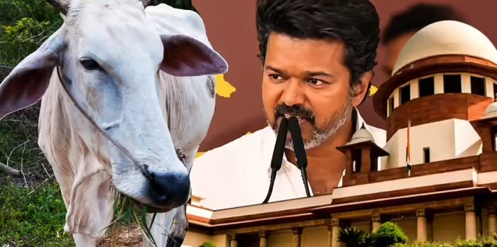 Cow Slaughter Ban Challenge: ગો-હત્યા પર સંપૂર્ણ પ્રતિબંધ સામે તમિલનાડુ સરકાર સુપ્રીમ કોર્ટમાં, હાઈકોર્ટના આદેશને પડકાર્યો 1 Cow Slaughter Ban Challenge