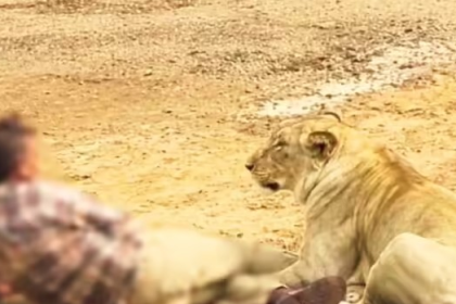 Palitana Lion Attack