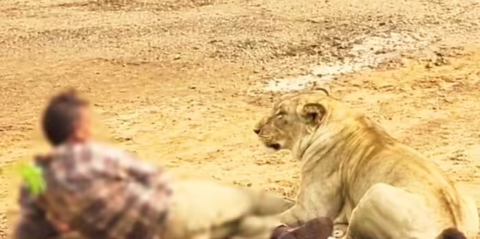 Palitana Lion Attack: ભાવનગર: સિંહણના હુમલાથી આખું ગામ ભયભીત, માલધારી પર થયેલા જીવલેણ હુમલાનો વીડિયો સોશિયલ મીડિયા પર વાયરલ 1 Palitana Lion Attack