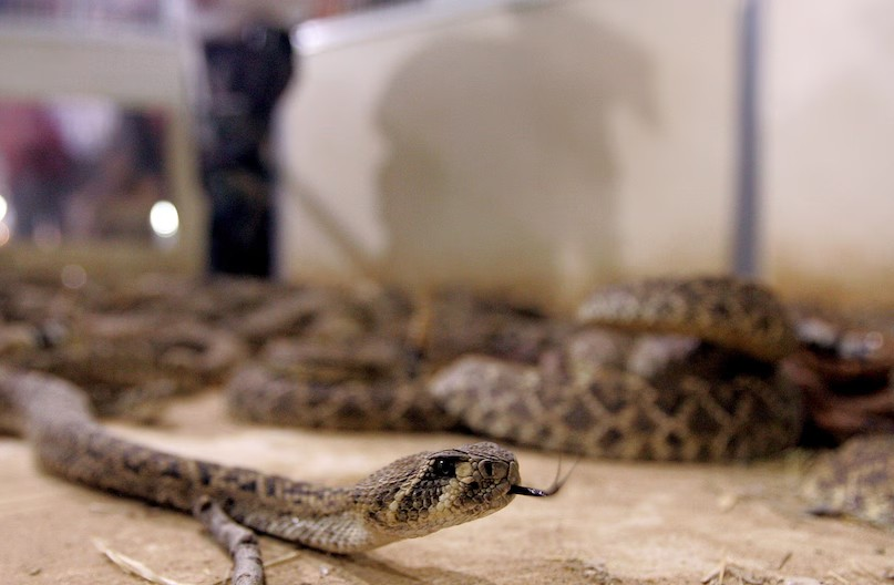 Snake Antivenom