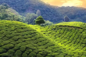 Climate change Effect on Tea