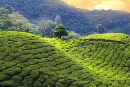 Climate change Effect on Tea