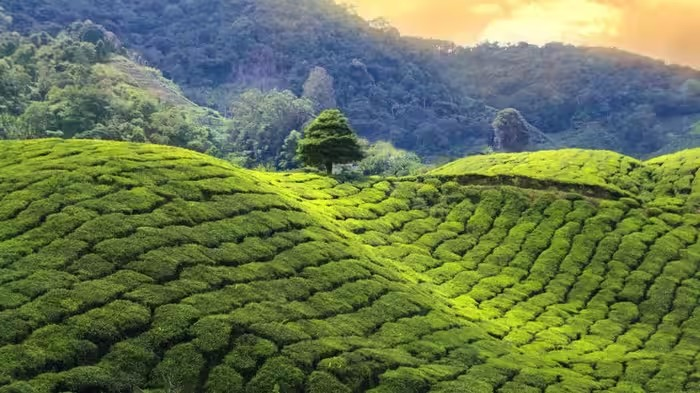 Climate change Effect on Tea: આબોહવા પરિવર્તનથી આસામની ચા પર સંકટ, સ્વાદ અને ગુણવત્તા પર પડશે મોટી અસર 1 Climate change Effect on Tea