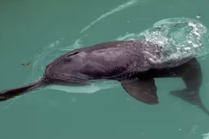 Indus Dolphin Beas River