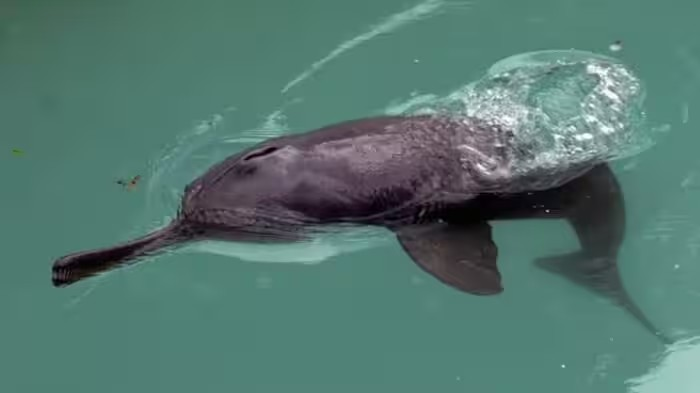 Indus Dolphin Beas River: સિંધુ ડોલ્ફિનના સંરક્ષણ માટે બ્યાસ નદી થશે પ્રદૂષણમુક્ત, NGT અને CPCBને સોંપાયો એક્શન પ્લાન 1 Indus Dolphin Beas River