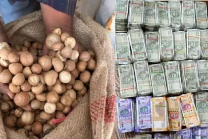 DRI Nut Import Scam