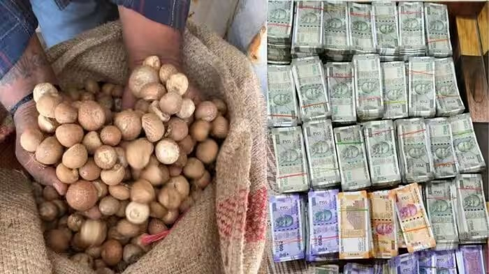 DRI Nut Import Scam