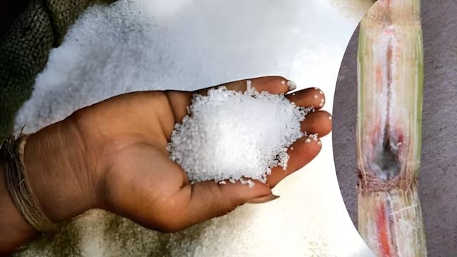 Sugar Price Hike: ખાંડના વધેલા ભાવનું કારણ શું? રેડ રોટથી લઈને એથેનોલ અને અલ નીનો સુધી, જાણો આખી વાત 1 Sugar Price Hike