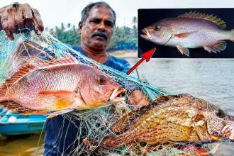 Rare Fish Goa