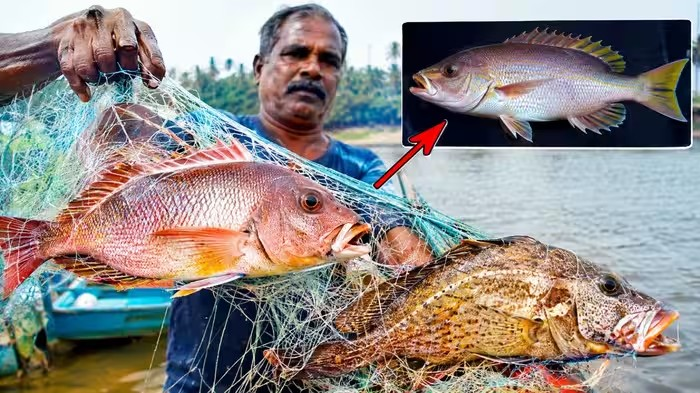 Rare Fish Goa: ગોવાની તિરાકોલ અને ઝુઆરી નદીમાં મળી દુર્લભ માછલીઓની બે પ્રજાતિઓ, વૈજ્ઞાનિકો પણ આશ્ચર્યચકિત 1 Rare Fish Goa