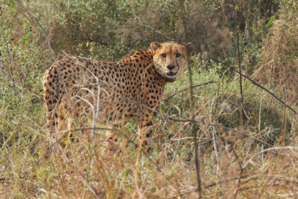Kuno Cheetah News