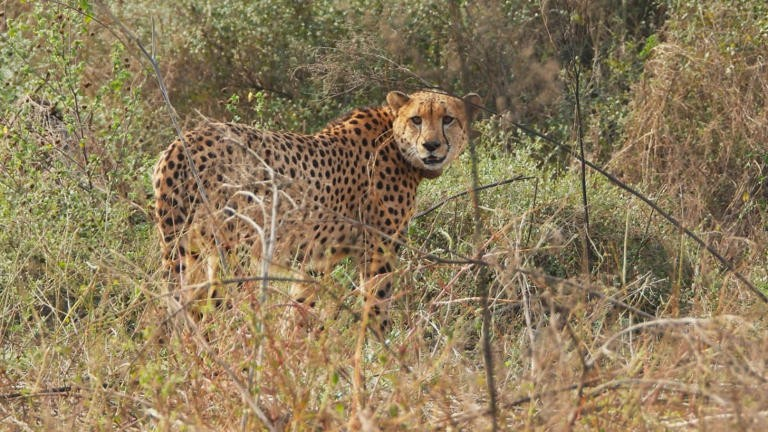 Kuno Cheetah News: કૂનો નેશનલ પાર્કમાંથી વારંવાર કેમ બહાર આવી રહ્યા છે ચિત્તા? નિષ્ણાતે ગણાવ્યાં મુખ્ય કારણો 1 Kuno Cheetah News