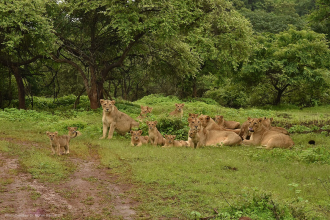 Gir Forest Land