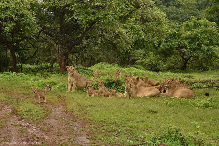 Gir Forest Land: સિંહો માટે જંગલ વધારવાની વાતો વચ્ચે ગીરની જમીન પર કોની નજર? રિસોર્ટથી લઈને UltraTech Cement સુધી સવાલો ગંભીર 1 Gir Forest Land
