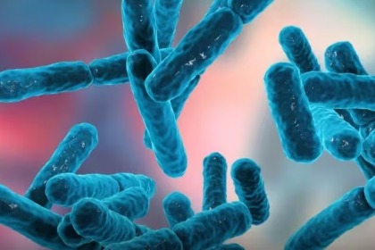 Gut Bacteria species