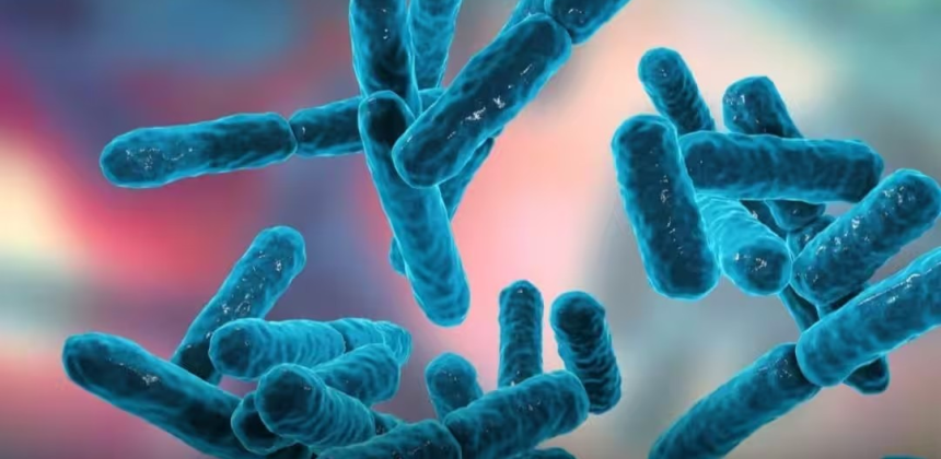 Gut Bacteria species